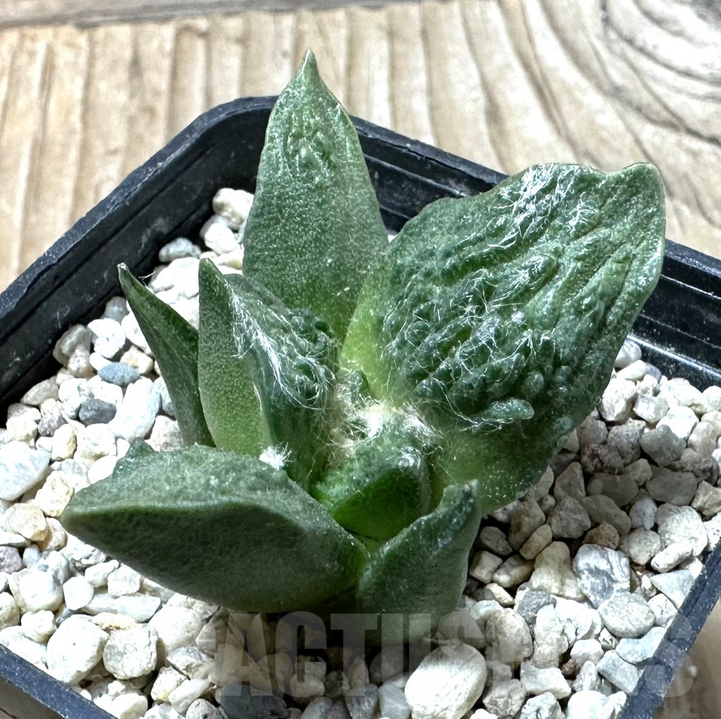 SHPR35874 Ariocarpus retusus 'Cauliflower' hybrid own roots, seedling - Image 2