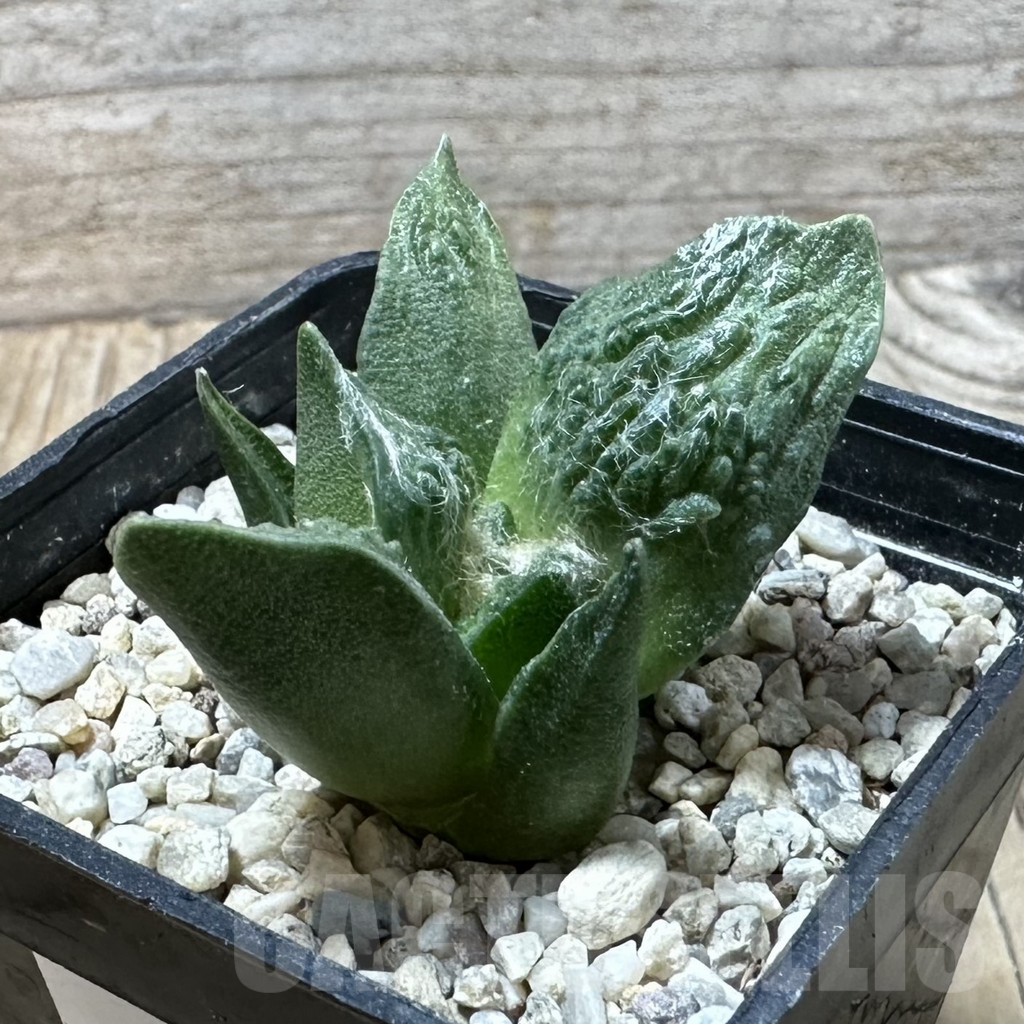 SHPR35874 Ariocarpus retusus 'Cauliflower' hybrid own roots, seedling - Image 3