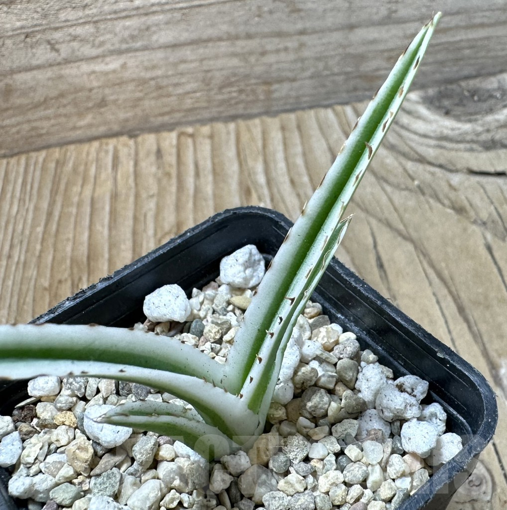 SHPR36006 Agave victoriae-reginae ‘White Rhino’
