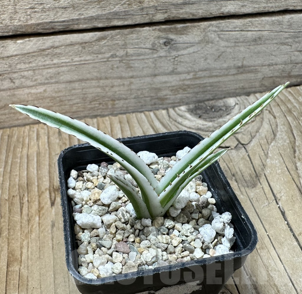 SHPR36006 Agave victoriae-reginae ‘White Rhino’ - Зображення 2