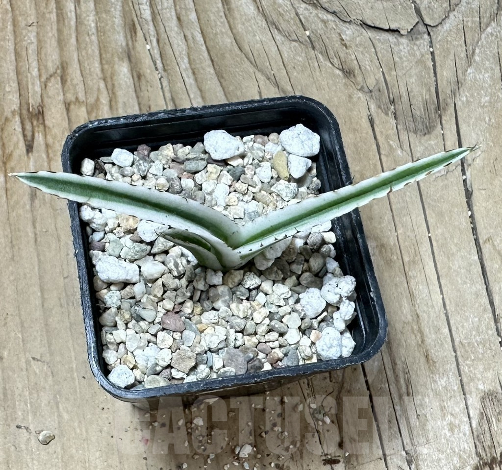 SHPR36006 Agave victoriae-reginae ‘White Rhino’ - Зображення 3