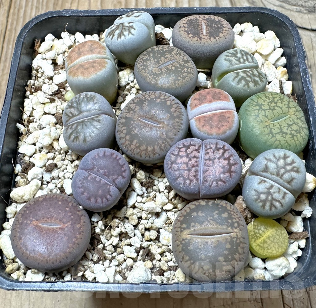 SHPR36007 Lithops mix