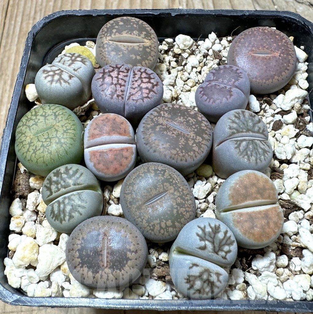 SHPR36007 Lithops mix - Image 2