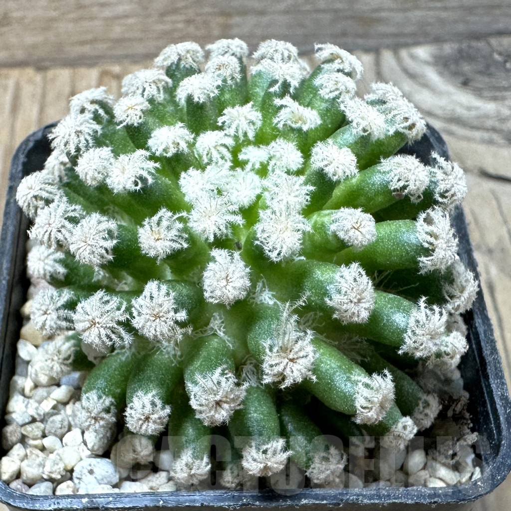 SHPR36008 Mammillaria plumosa snow, short spine