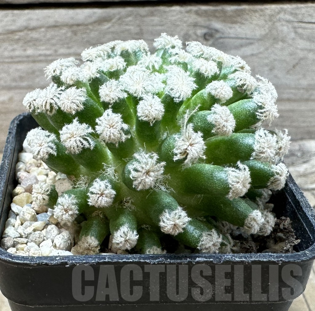 SHPR36008 Mammillaria plumosa snow, short spine - 画像 (2)