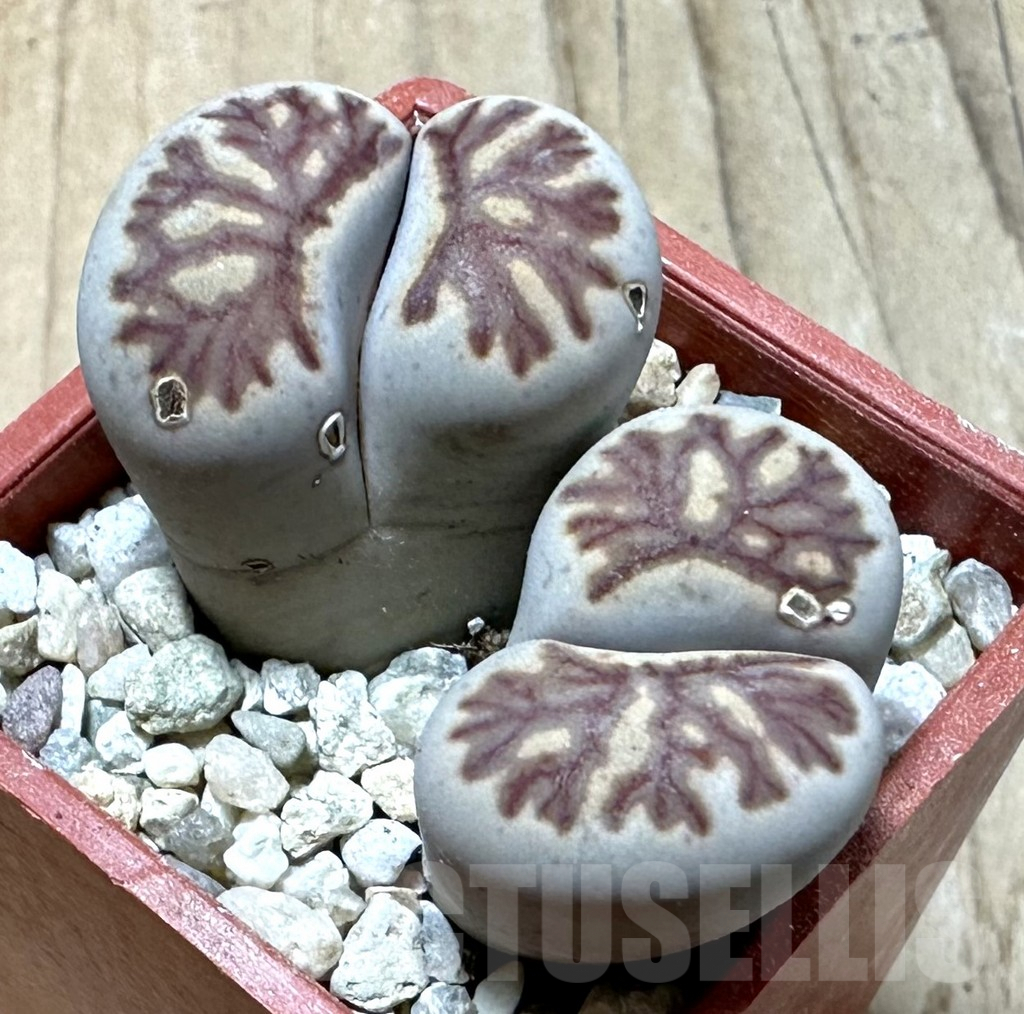 SHPR35978 Lithops julii ‘Kikushogiyoku’