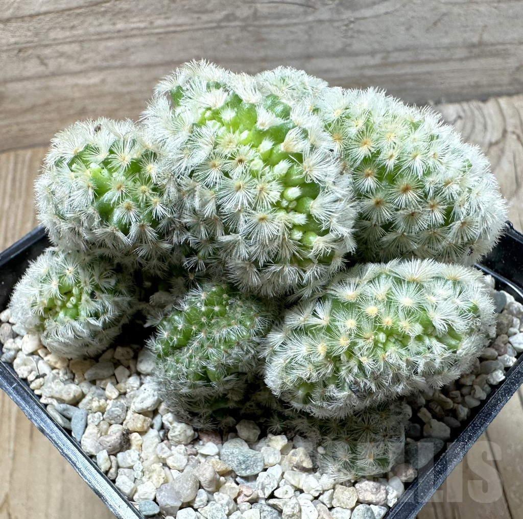 SHPR36010 Mammillaria carmenae f. cristata - 画像 (2)