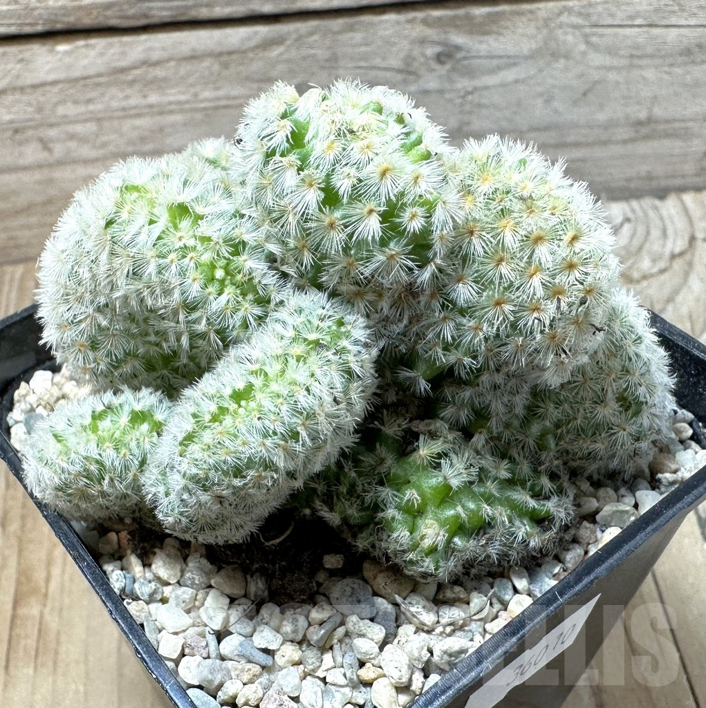 SHPR36010 Mammillaria carmenae f. cristata
