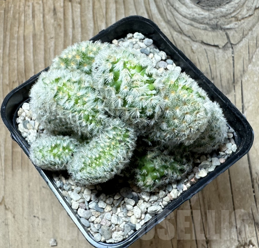 SHPR36010 Mammillaria carmenae f. cristata - 画像 (3)