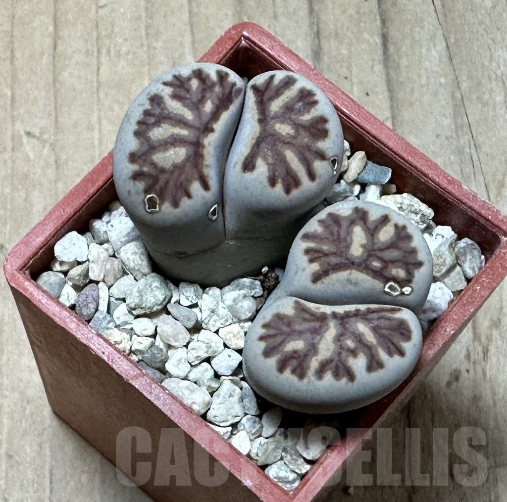 SHPR35978 Lithops julii ‘Kikushogiyoku’ - Image 2