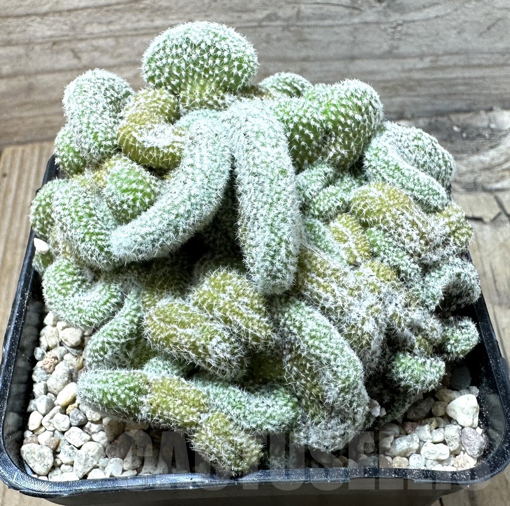 SHPR36012 Copiapoa laui f. cristata - 画像 (2)