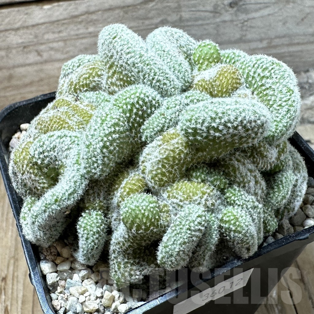 SHPR36012 Copiapoa laui f. cristata