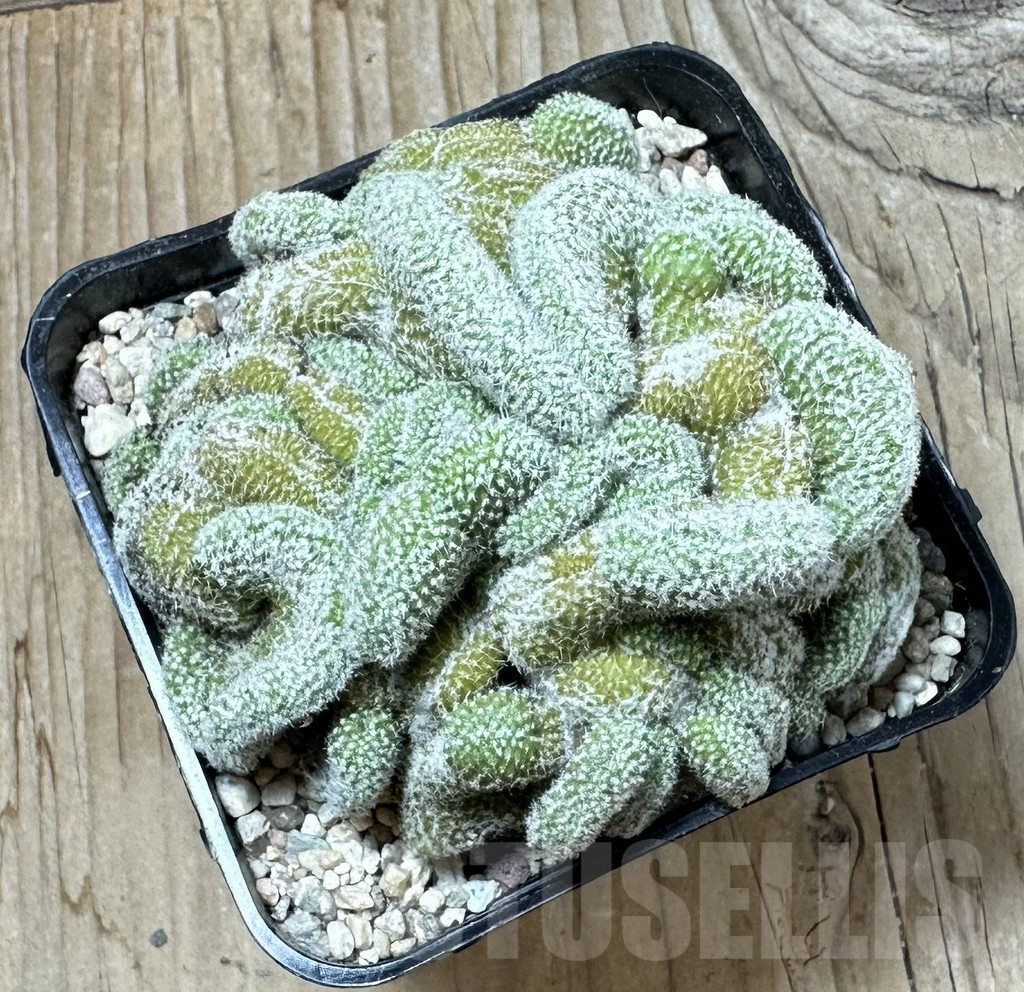 SHPR36012 Copiapoa laui f. cristata - 画像 (3)