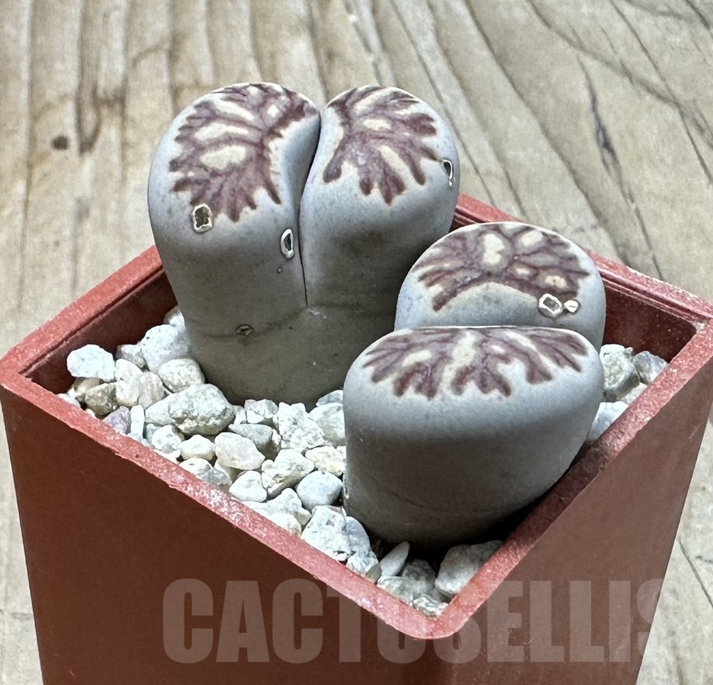 SHPR35978 Lithops julii ‘Kikushogiyoku’ - Image 3