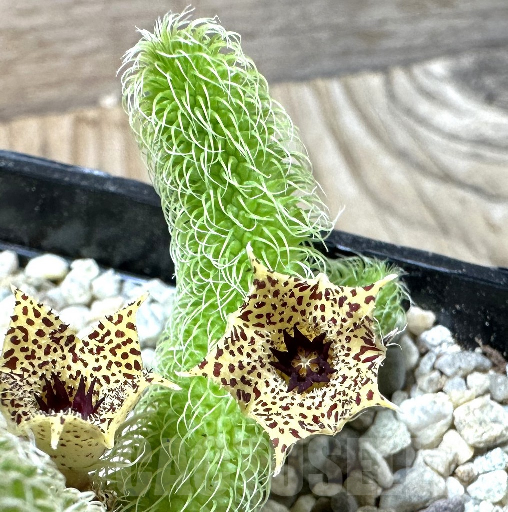 SHPR36015 Stapelianthus pilosus