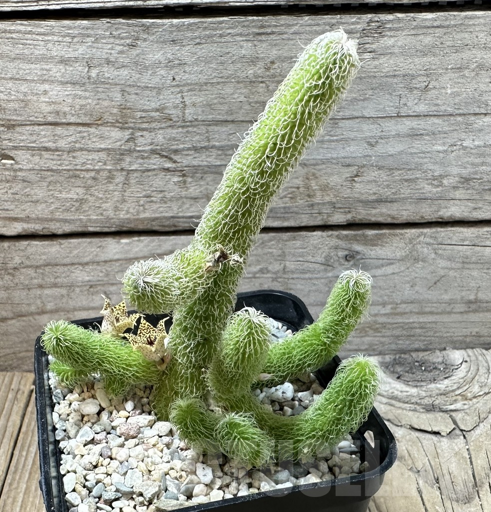 SHPR36015 Stapelianthus pilosus - Image 2