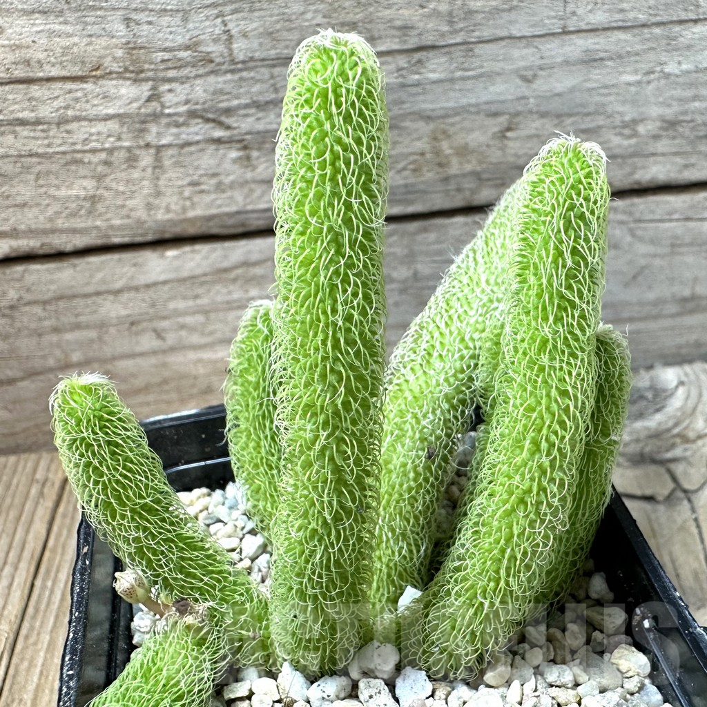 SHPR36016 Stapelianthus pilosus