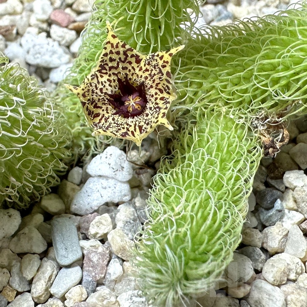 SHPR36017 Stapelianthus pilosus