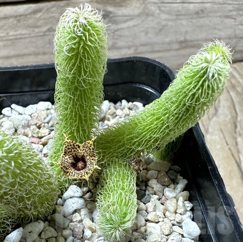 SHPR36017 Stapelianthus pilosus - Image 2