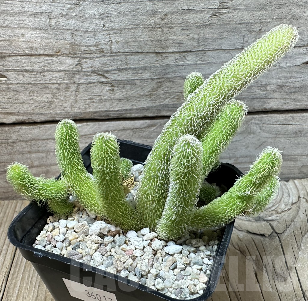 SHPR36017 Stapelianthus pilosus - Image 3