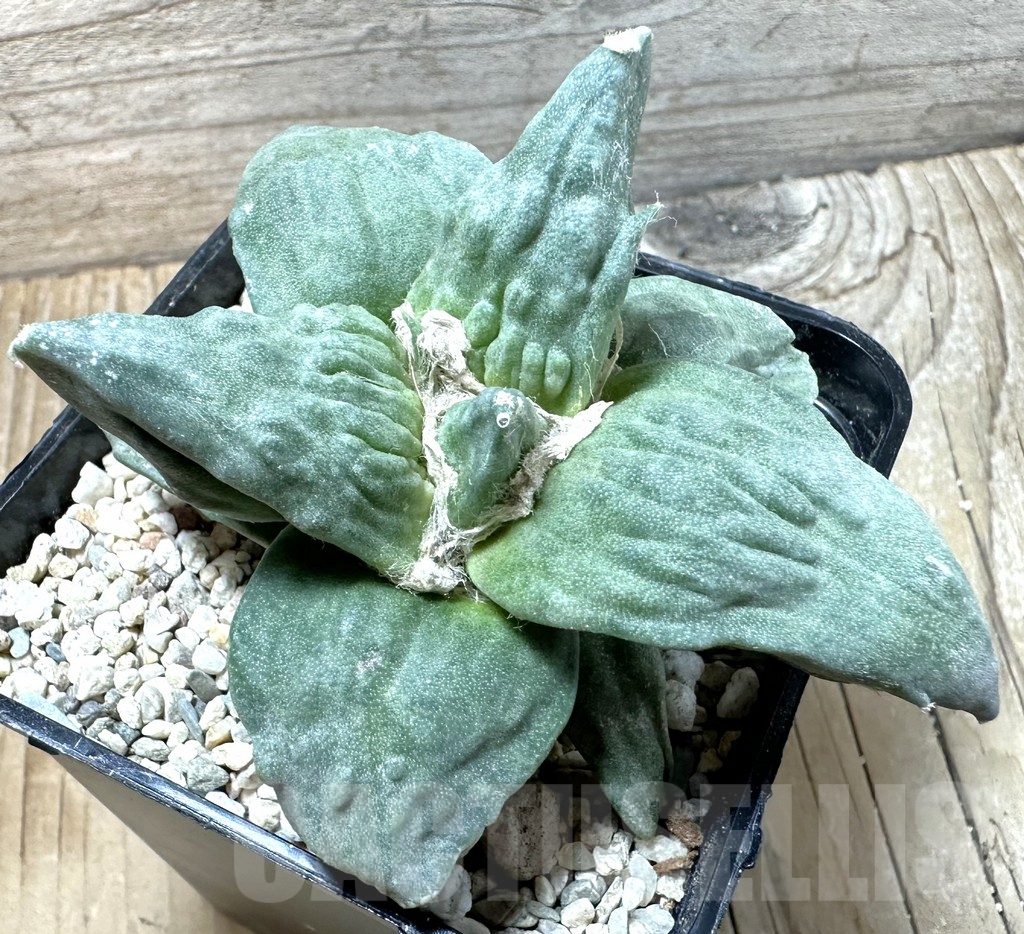 SHPR36019 Ariocarpus retusus ‘Cauliflower’ hybrid own roots, seedling grafted