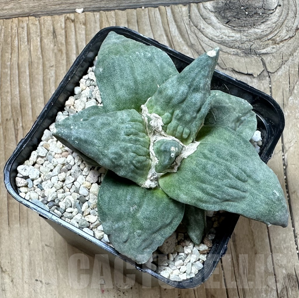 SHPR36019 Ariocarpus retusus ‘Cauliflower’ hybrid own roots, seedling grafted - Image 2