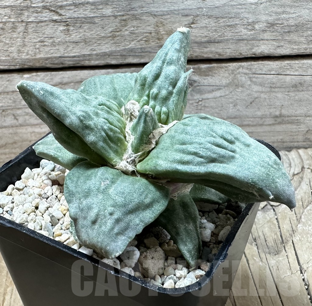 SHPR36019 Ariocarpus retusus ‘Cauliflower’ hybrid own roots, seedling grafted - Image 3