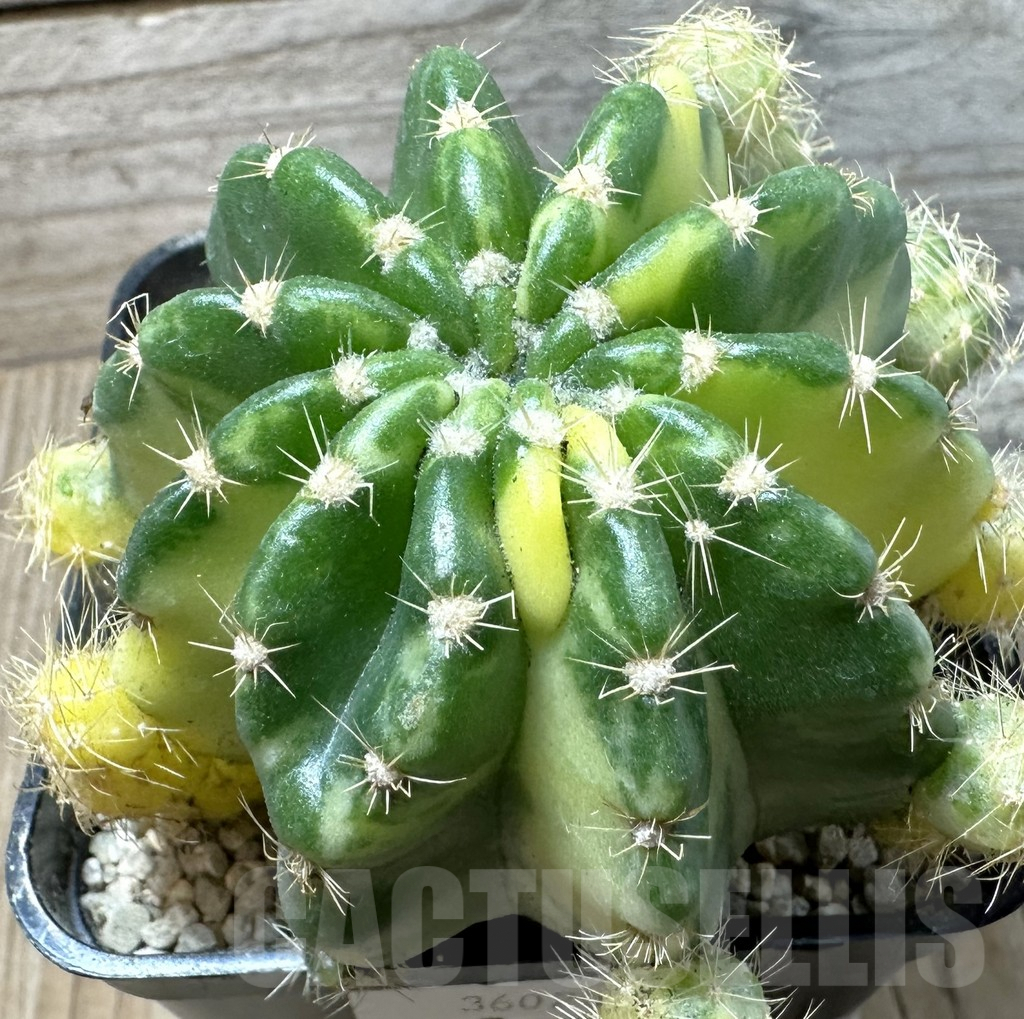SHPR36020 Echinopsis hybrid f. variegata