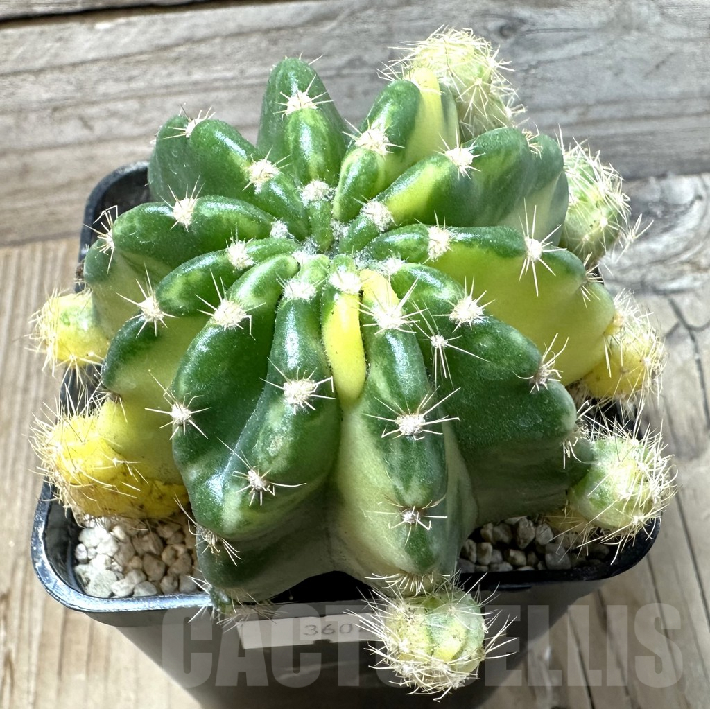 SHPR36020 Echinopsis hybrid f. variegata - immagine 2