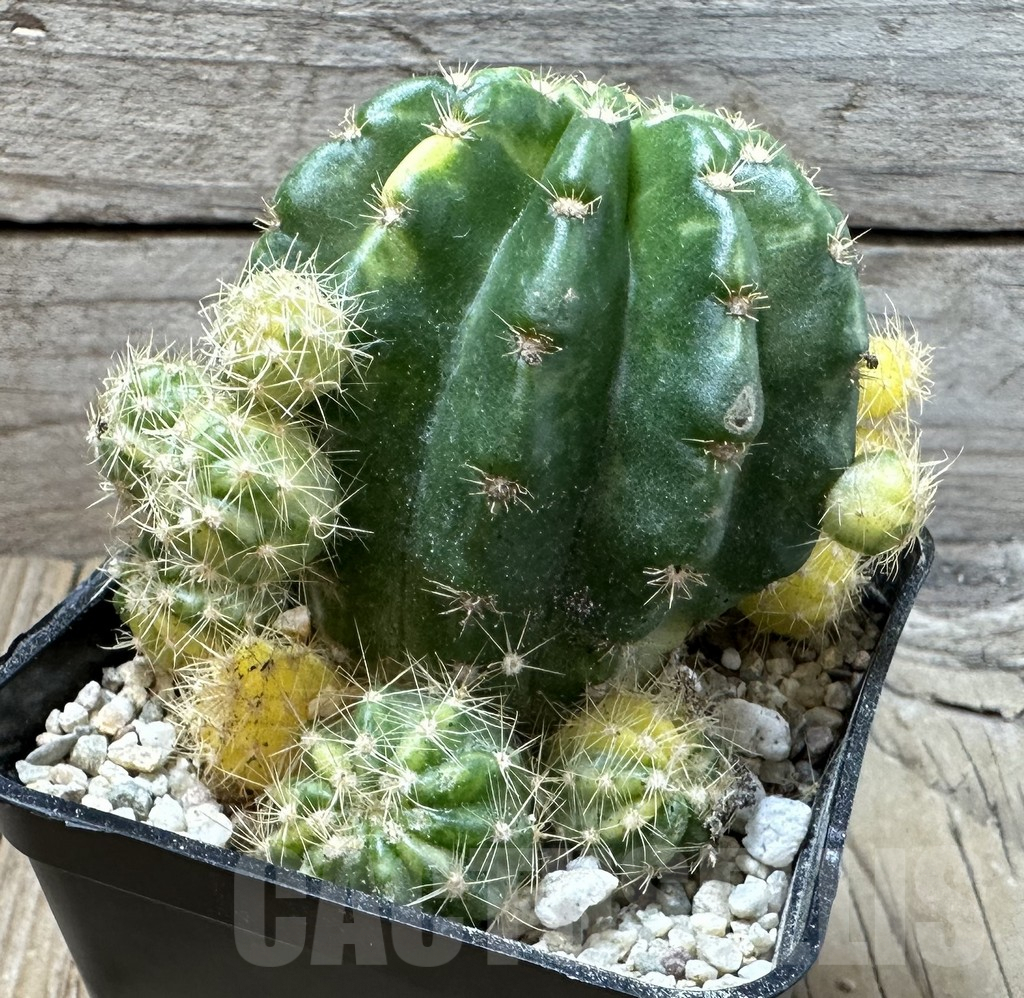 SHPR36020 Echinopsis hybrid f. variegata - immagine 3