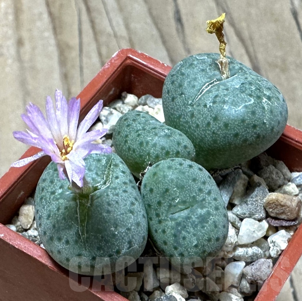 SHPR35980 Conophytum gratum jacobsenianum