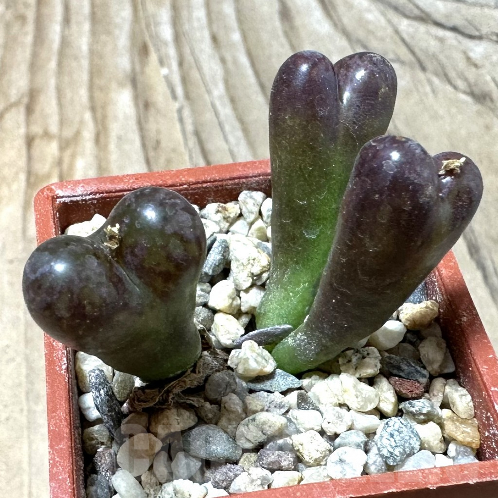 SHPR35983 Conophytum ‘Makin’s plum’