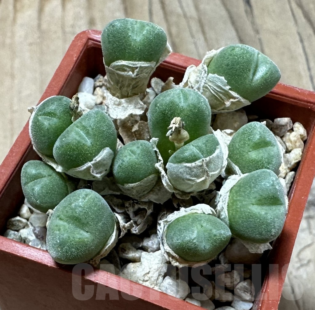 SHPR35984 Conophytum hians - Obrázek 2