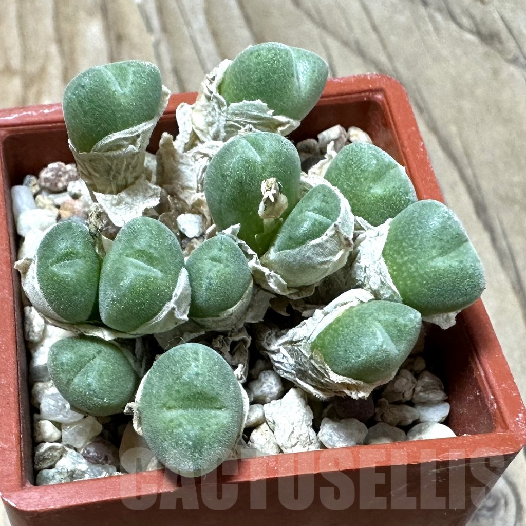 SHPR35984 Conophytum hians