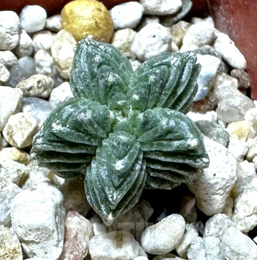 SHPR35985 Aztekium valdezii VM 1040, own roots