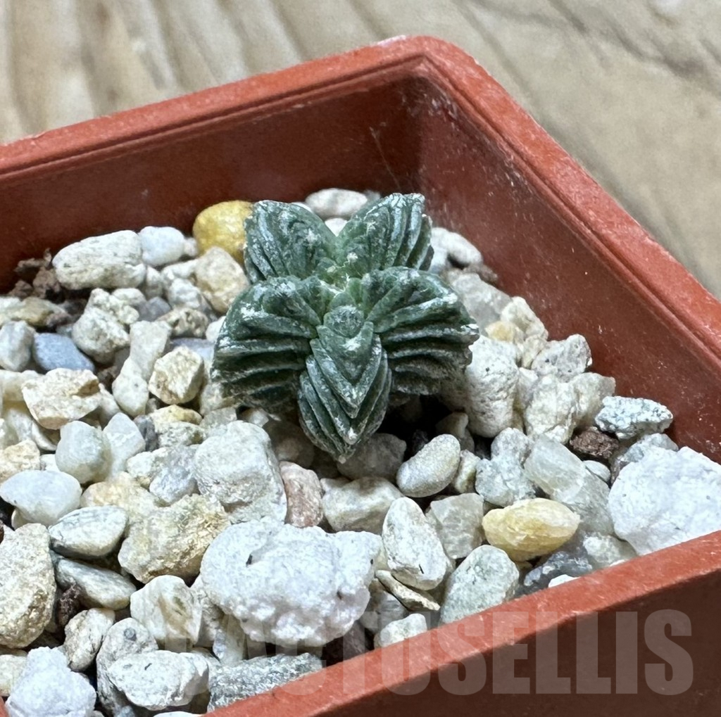 SHPR35985 Aztekium valdezii VM 1040, own roots - Obrázek 2