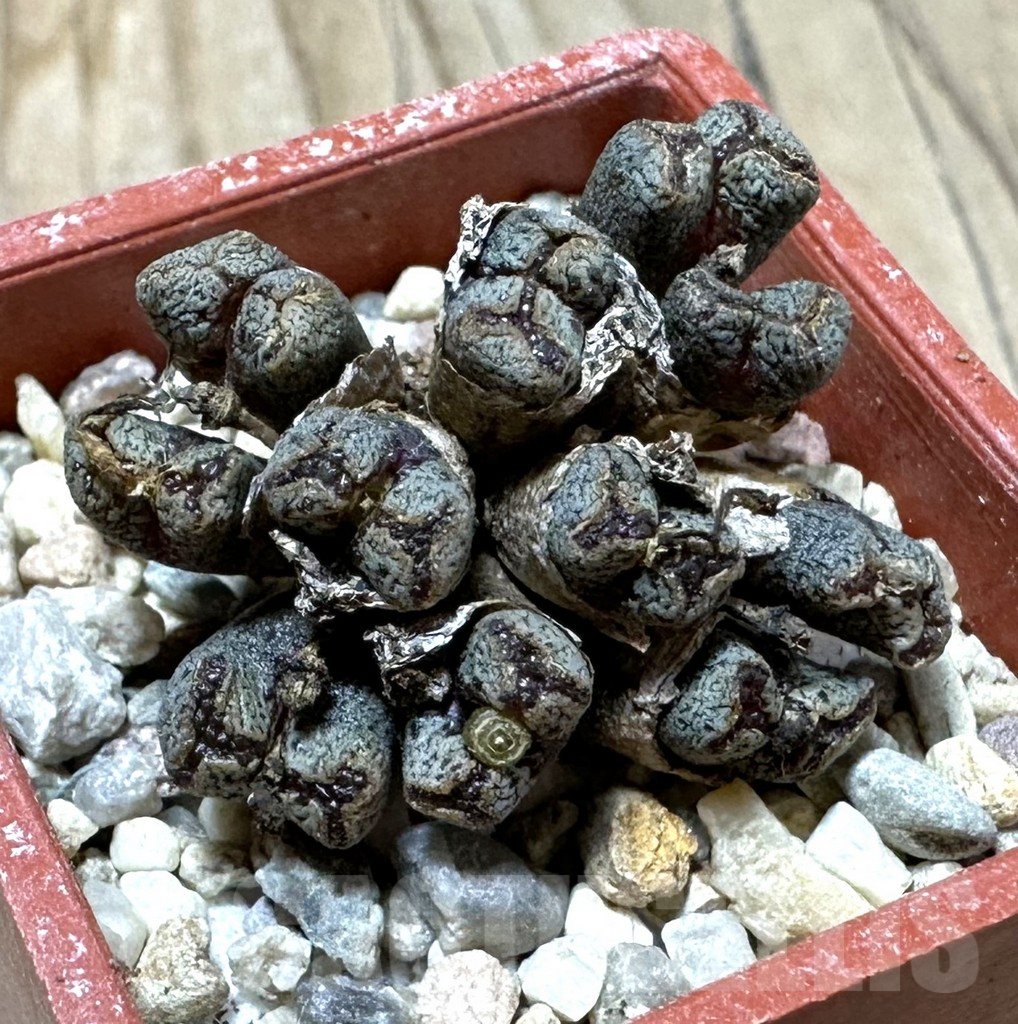 SHPR35986 Conophytum pellucidum select form