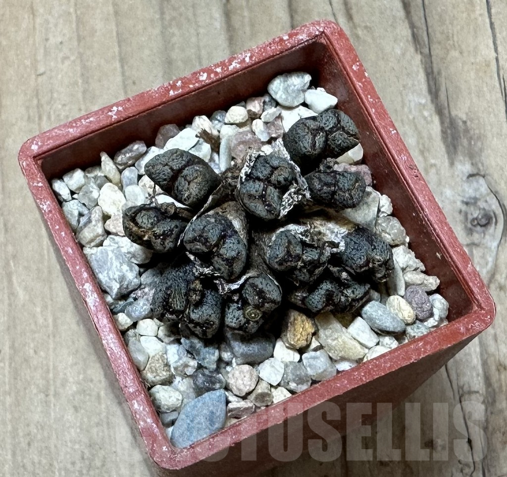 SHPR35986 Conophytum pellucidum select form - Obrázek 2