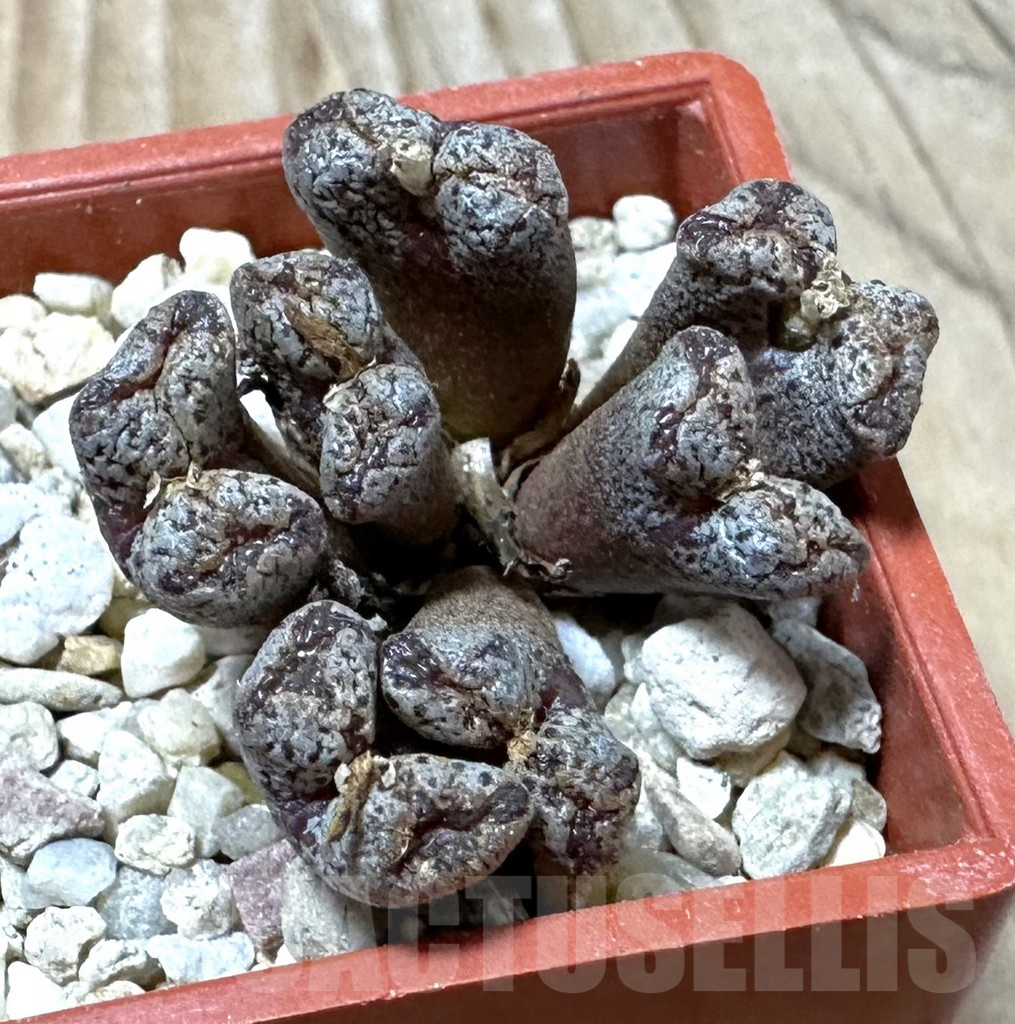 SHPR35987 Conophytum pellucidum select form