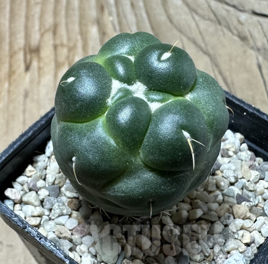 SHPR35988 Coryphantha elephantidens ‘inermis’ - Obrázek 2