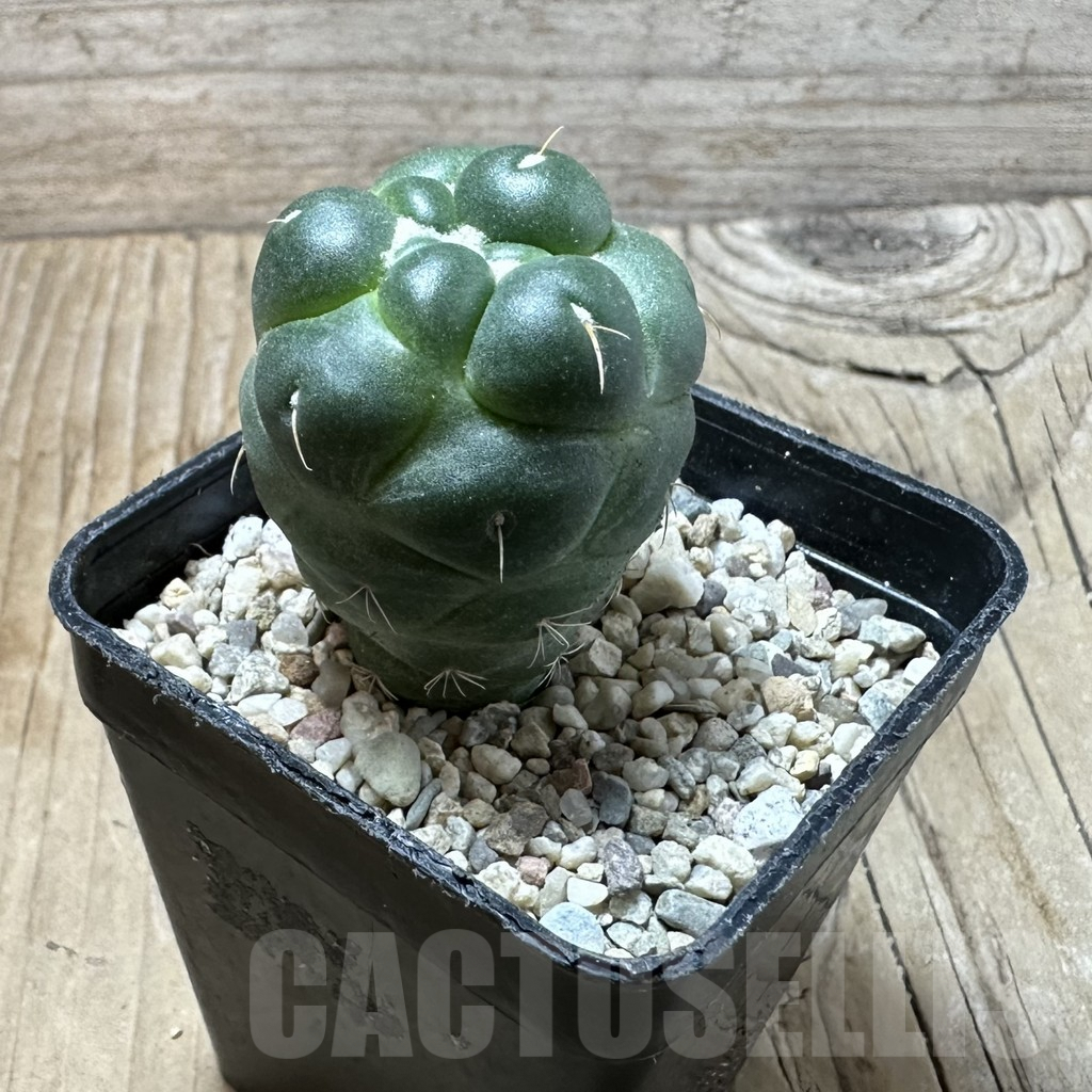 SHPR35988 Coryphantha elephantidens ‘inermis’ - Obrázek 3