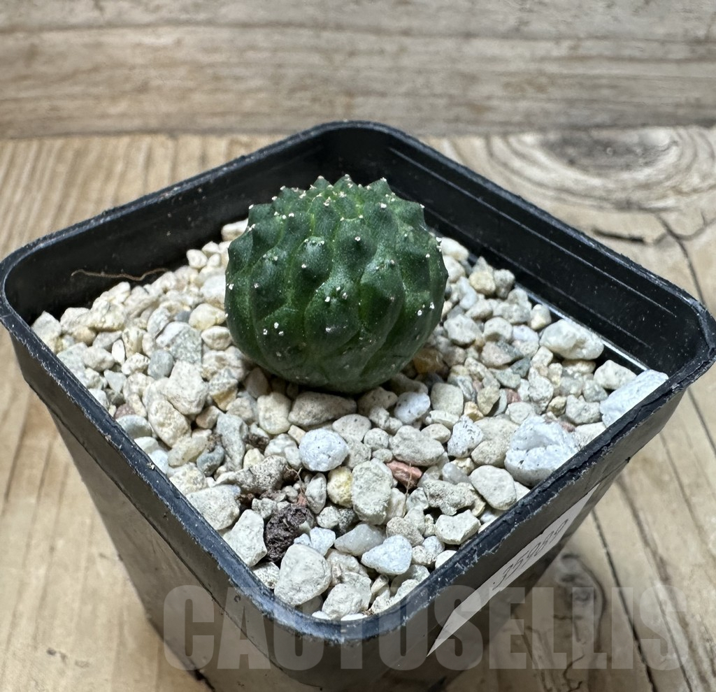 SHPR35989 Euphorbia gymnocalycioides - Image 2