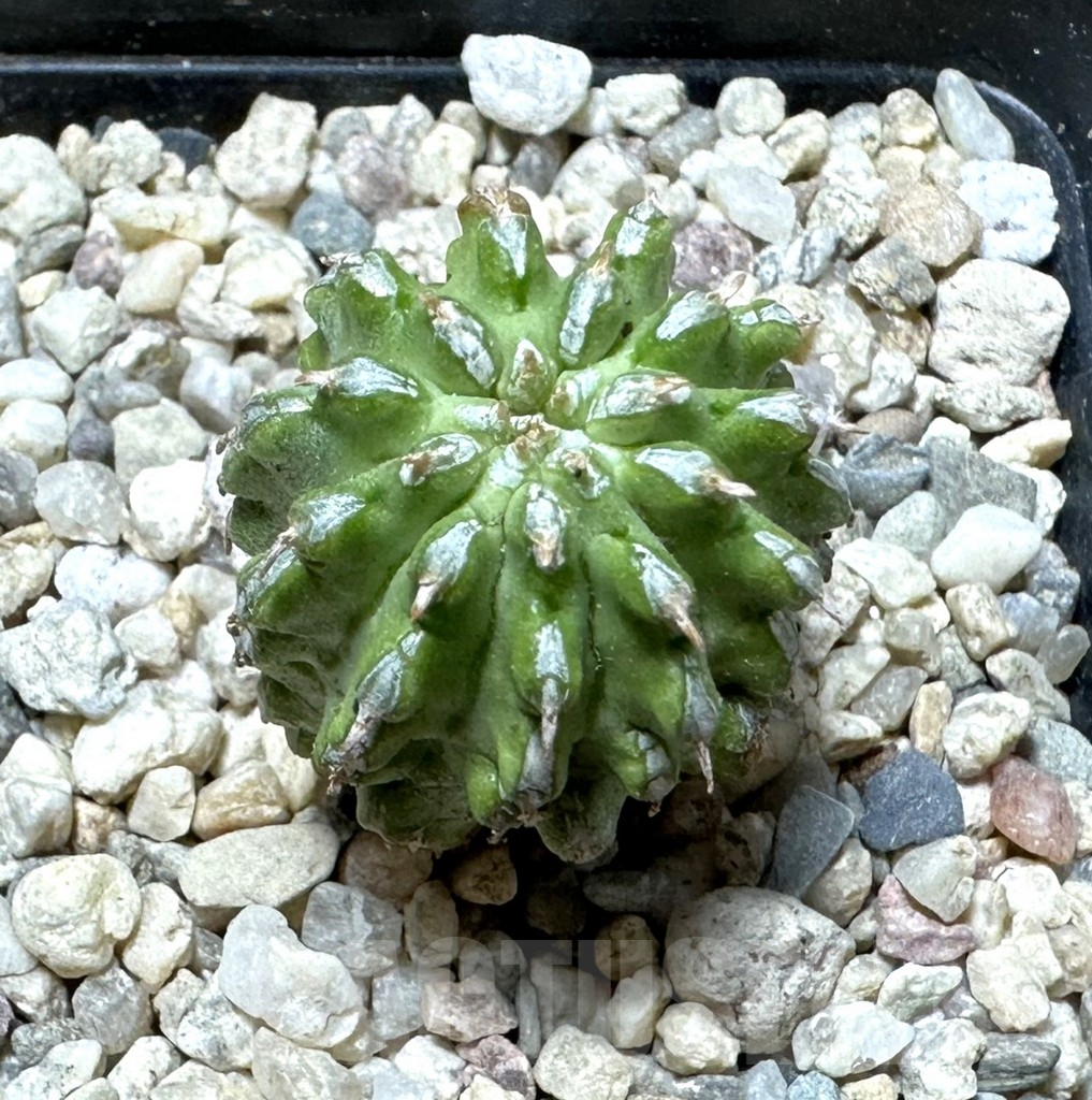 SHPR35990 Euphorbia sepulta