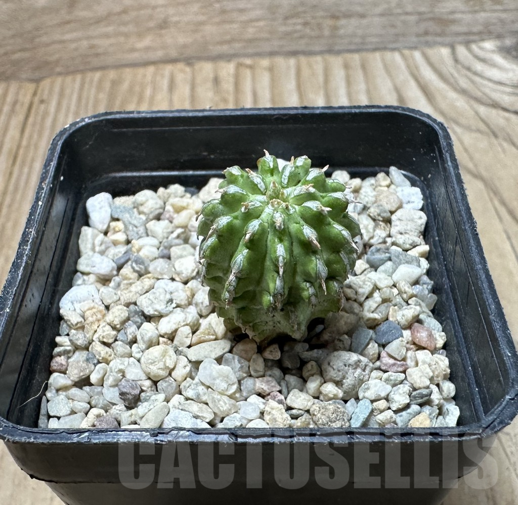 SHPR35990 Euphorbia sepulta - Obrázek 2