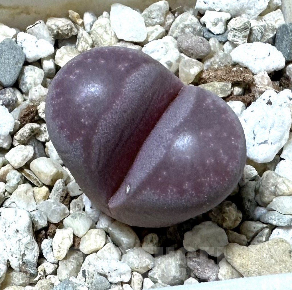 SHPR35976 Lithops optica ‘Rubra’