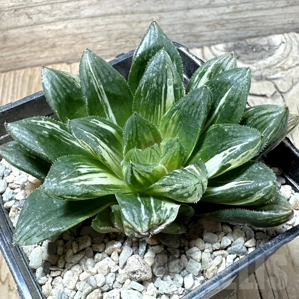 SHPR35994 Haworthia obtusa f. variegata RU2, seedling