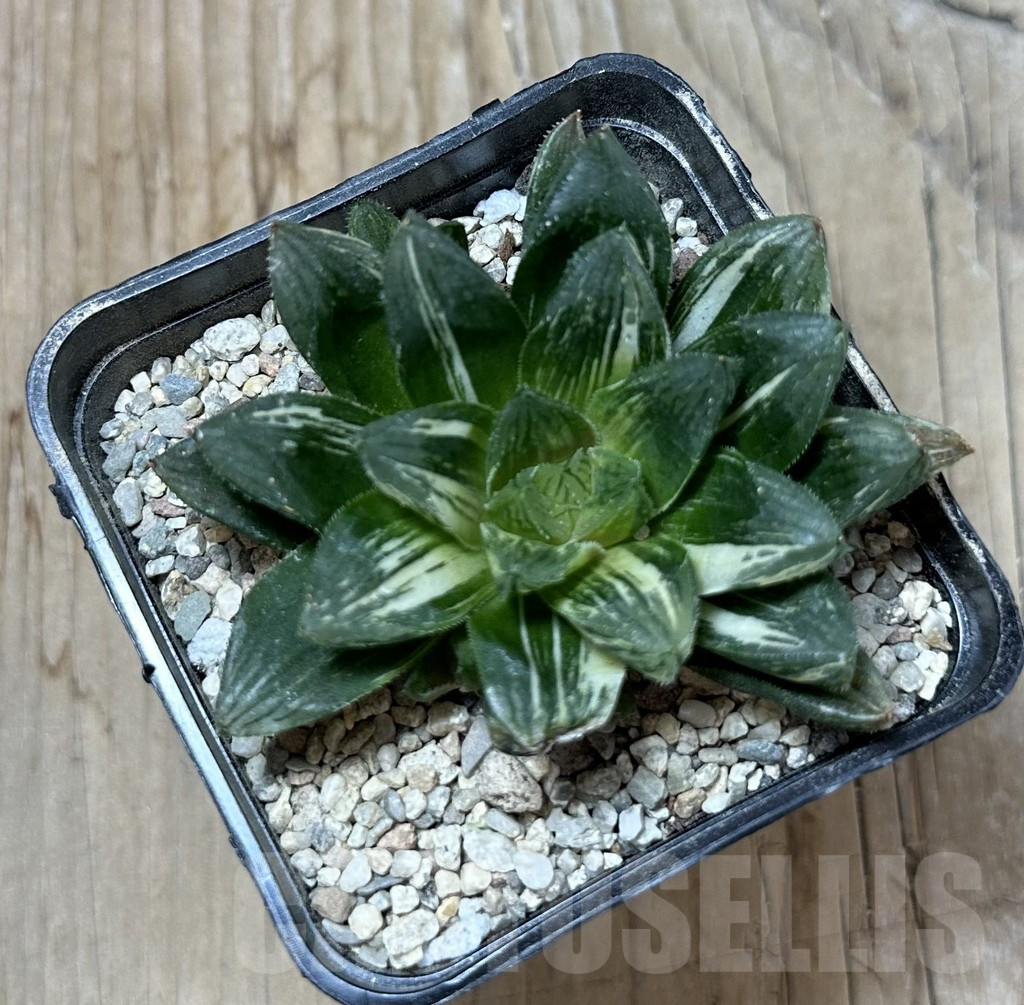 SHPR35994 Haworthia obtusa f. variegata RU2, seedling - immagine 2