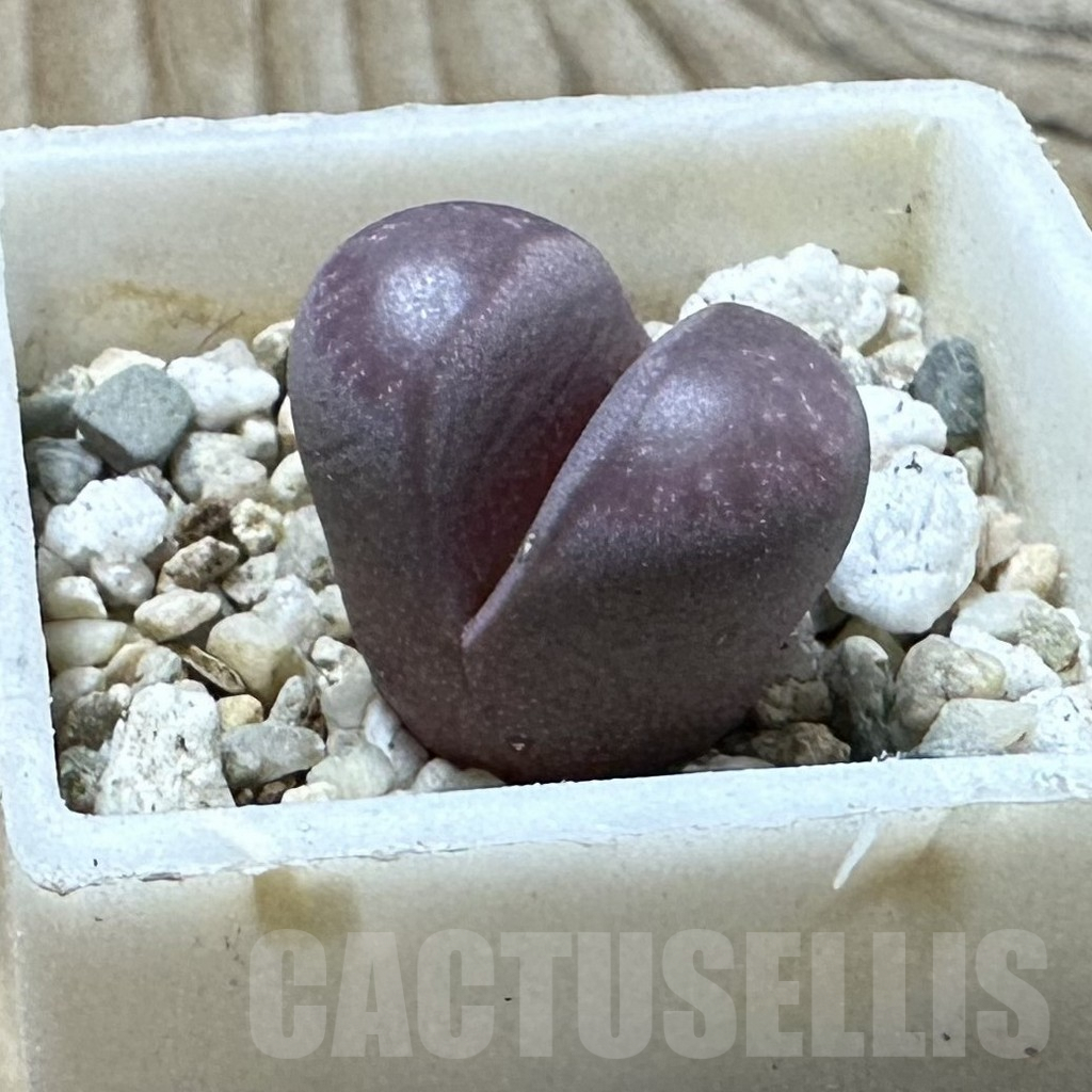 SHPR35976 Lithops optica ‘Rubra’ - Image 2