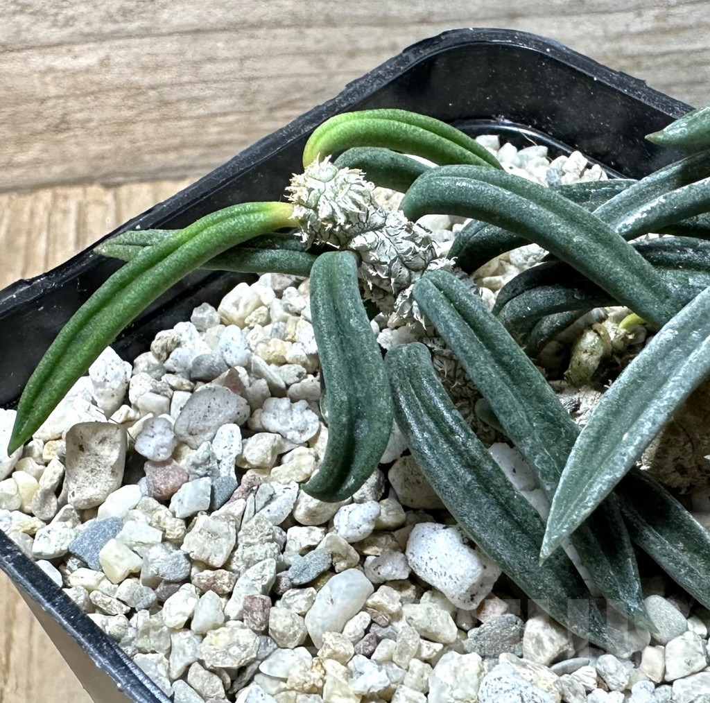 SHPR35997 Euphorbia cylindrifolia ssp. tuberifera