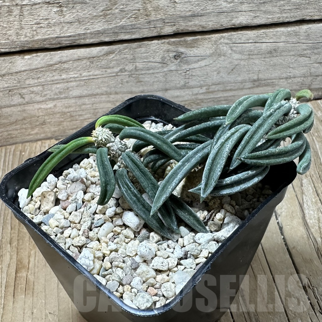 SHPR35997 Euphorbia cylindrifolia ssp. tuberifera - Image 2